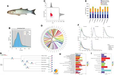 The genome assembly of flathead grey mullet Mugil cephalus